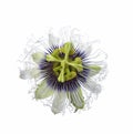 Top view of Big beautiful flower passion fruit isolated on white background Royalty Free Stock Photo