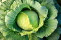 Top view of Big cabbage with traces of insect bites in the garden. Organic agriculture and vegetable concept