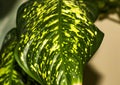 Big leaf of office plant