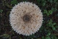 Top view of big mushroom in the soil Royalty Free Stock Photo