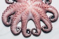 top view of big raw octopus on light Royalty Free Stock Photo