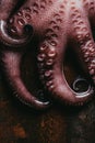 top view of big raw octopus on rusty Royalty Free Stock Photo