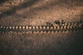 Top view of a bike tire tracks in muddy ground