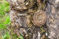 Top view bird nest empty in old tree in easter spring Royalty Free Stock Photo