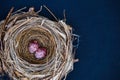 Top view of Bird`s nest with eggs on the black background Royalty Free Stock Photo