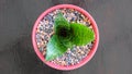 Top view of a Bird`s Nest Snake Plant, Sansevieria Hahnii, in a cute pink pot Royalty Free Stock Photo