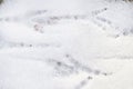 Top view of bird tracks on snow Royalty Free Stock Photo