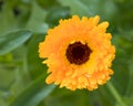 Top view / birds eyes view of filled marigold Calendula officinalis blossom outdoor in the garden with a green unsharp backgroun