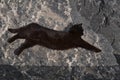 Top view of a black cat sleeping on a big rock Royalty Free Stock Photo