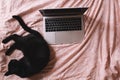 Top view of black fluffy cat lays on the bed in the bedroom near the laptop screen. Portrait of a beautiful black kitten on a pink