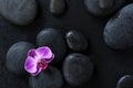 Orchid on black spa stones Royalty Free Stock Photo