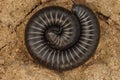 Top view of a black Mediterranean milliped on dirt Royalty Free Stock Photo