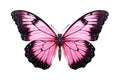 Top view of black pink butterfly, Isolated on Transparent Background, Generative AI Royalty Free Stock Photo