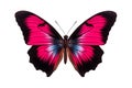 Top view of black pink butterfly, Isolated on Transparent Background, Generative AI Royalty Free Stock Photo