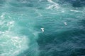 Top view of Black Sea waves and flying sea gulls near Burgas city , Bulgaria Royalty Free Stock Photo