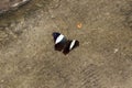 Top view of a black and white butterfly with open wings sitting on the ground Royalty Free Stock Photo