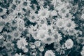 Top View Black and White Chrysanthemum Flower or Mums Flower Background Royalty Free Stock Photo