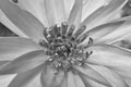 Top view of black and white water lily Royalty Free Stock Photo
