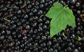 Top view of Blackcurrant and green leaf on top with copy space Royalty Free Stock Photo
