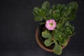 top view of blooming geraniums with pink petals on pot Royalty Free Stock Photo