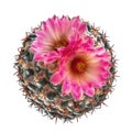 Top view of blooming pink flower cactus Coryphantha species is Royalty Free Stock Photo