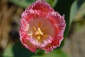 Top view of a blooming pink tulip with fringed petals and yellow pistils