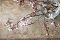 Top view of blooming pink and white spring tree branches on wooden background Royalty Free Stock Photo