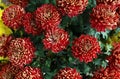 Top view of blooming red Chrysanthemum grandiflorum Dendranthema. Royalty Free Stock Photo
