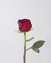 top view blooming red rose. High quality photo Royalty Free Stock Photo