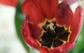 Top view of blooming red tulip close up Royalty Free Stock Photo