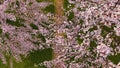 Top view of blooming sakura cherry trees in garden