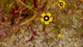 Top view of blooming spotted rock-rose flowers