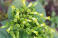 Top view of blooming tobacco plant of species Nicotiana rustica Royalty Free Stock Photo