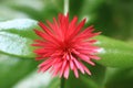 Top View of a Blooming Vibrant Pink Baby Sun Rose Flower on Bright Green Leaves Royalty Free Stock Photo