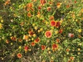 Top view blossom bush of red-orange Indian Blanket wildflower at springtime in Coppell, Texas, USA Royalty Free Stock Photo