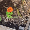 Homegrown blooming nasturtium edible flower at raised bed garden near Dallas, Texas, USA