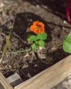 Homegrown blooming nasturtium edible flower at raised bed garden near Dallas, Texas, USA