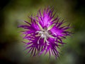 Top view of the blossomed purple Dianthus superbus flower