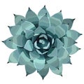 Top view of a blue agave plant vector illusration Royalty Free Stock Photo