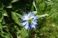 Top view of blue flower of Nigella damascena in June