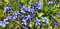 Top view of blue gentiana sierrae or gentiana verna flowers
