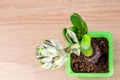 Top view of Blue hyacinth flower closed bud in green trnsportation pond on the table