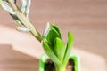 Top view of Blue hyacinth flower closed bud in green trnsportation pond on the table