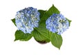 Top view of blue perennial flowering `Hydrangea` plant on white background