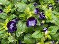 Top view on blue purple torenia flowers in gardencenter focus on blossom in center Royalty Free Stock Photo