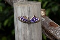 Top view of a blue sailor butterfly with open wings sitting on a wood trunk Royalty Free Stock Photo