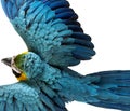 Top view of a Blue-and-yellow Macaw flying Royalty Free Stock Photo