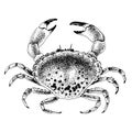 Top view of a boiled crab on a white background