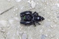 Top View Of A Bold Jumping Spider