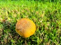 Top view bolete fungus, wrinkled Leccinum or Leccinum rugosiceps with stem, yellowish caps and gills growing on low grass of Royalty Free Stock Photo